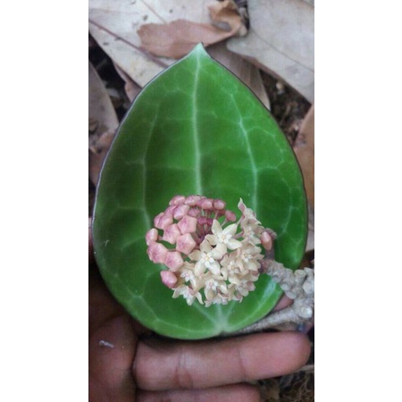 hoya macrophylla