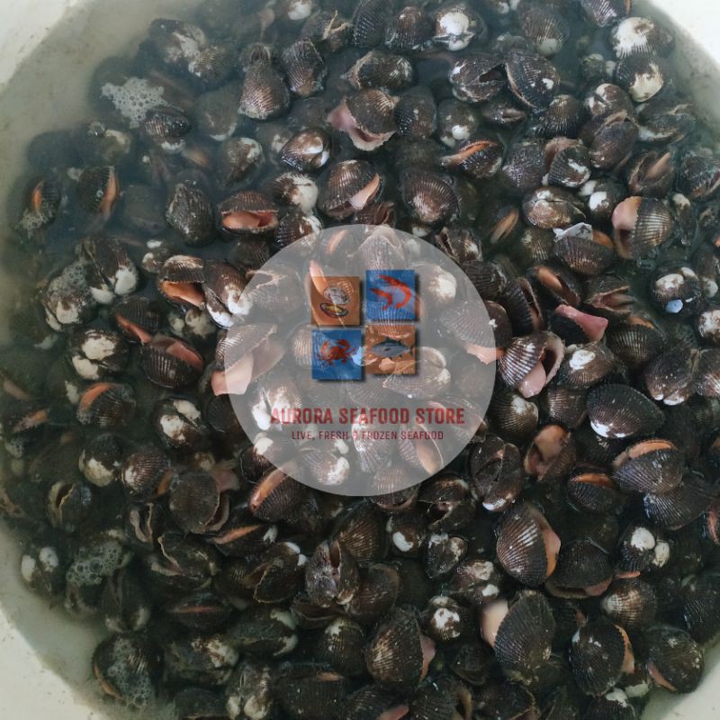 

Kerang bulu frozen