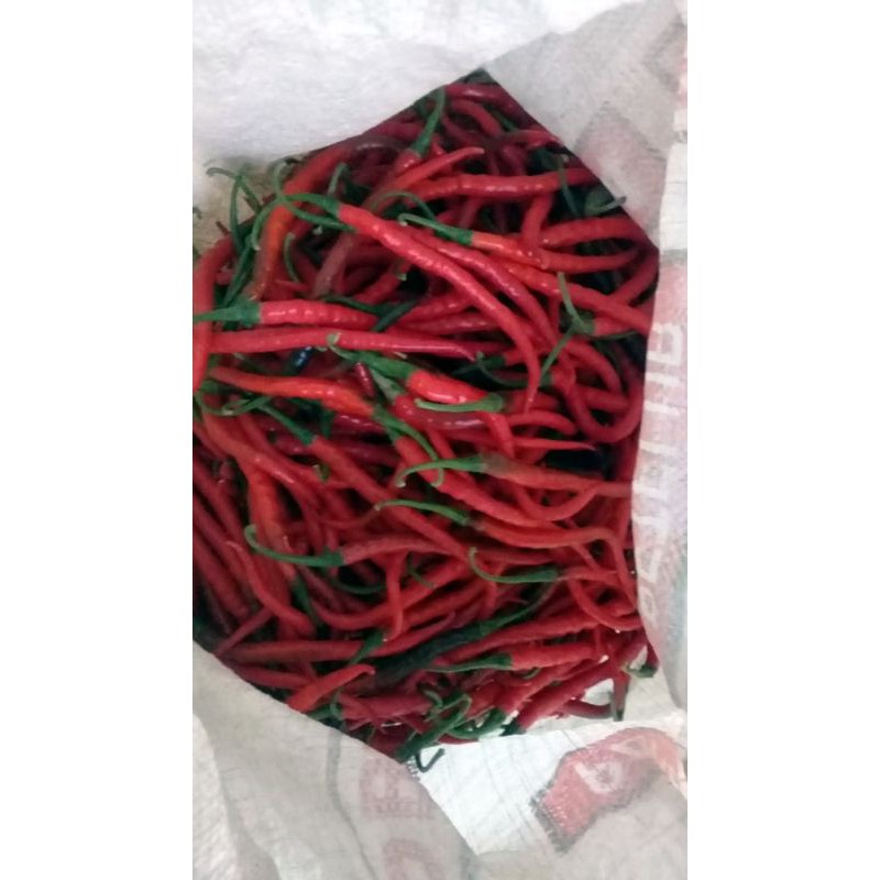 

Cabe Merah Keriting