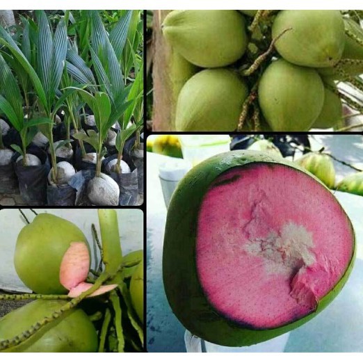 bibit kelapa Wulung Asli // bibit kelapa ijo Wulung // bibit kelapa