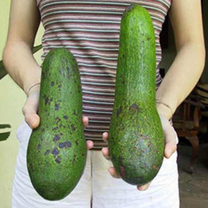 Bibit Buah Alpukat Aligator - Tinggi 60cm