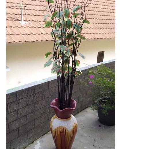 DAUN SIRIH BAMBU ULIR CENDANI
