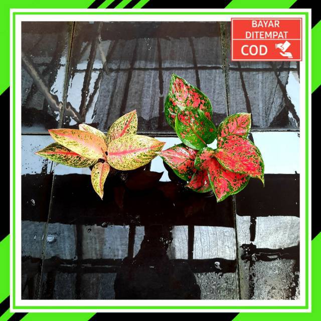 [✅COD] PAKET AGLONEMA - 2 POHON / PAKET AGLONEMA MURAH / TANAMAN HIAS AGLOMEMA / Legacy merah