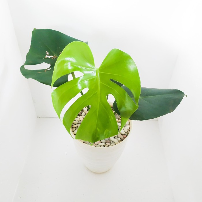 tanaman hias monstera deliciosa - monstera deliciosa