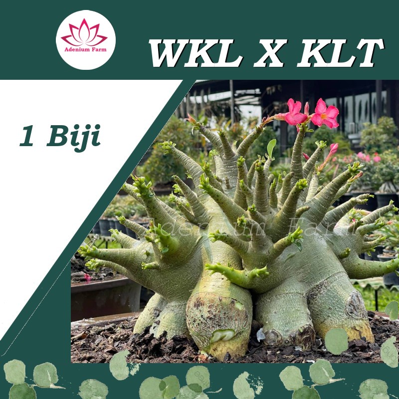 Benih Biji Bibit Adenium Arabikum Hibrid WKL X KLT