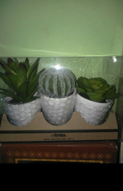 Suculent Set 3 Pcs