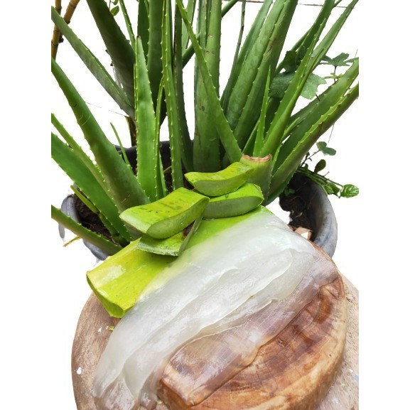 Lidah Buaya Kupas Segar 100% Organik/Lidah Buaya Kupas Segar 100% Organik Murni Gel Aloevera Termurh