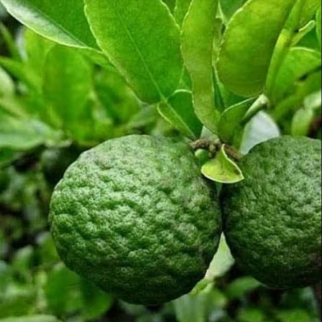 Bibit pohon jeruk purut pohon jeruk purut