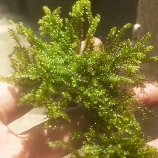 Moss Paludarium Terarium Porsi Mika - Java Spring Moss Darat Emersed Terrarium