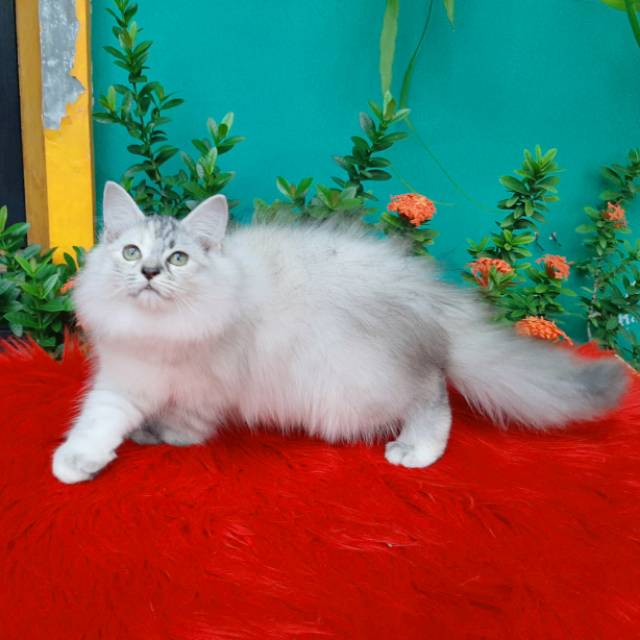 Kitten Persia Mix Mainecoon Mantul