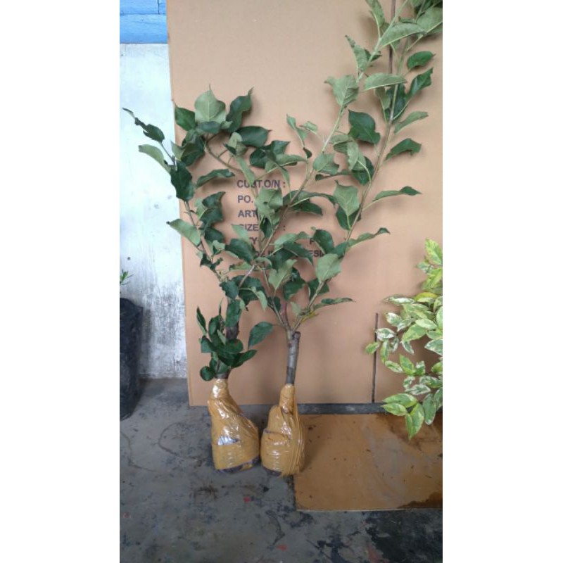 Bibit apel anna bibit apel merah okulasi cepat buah