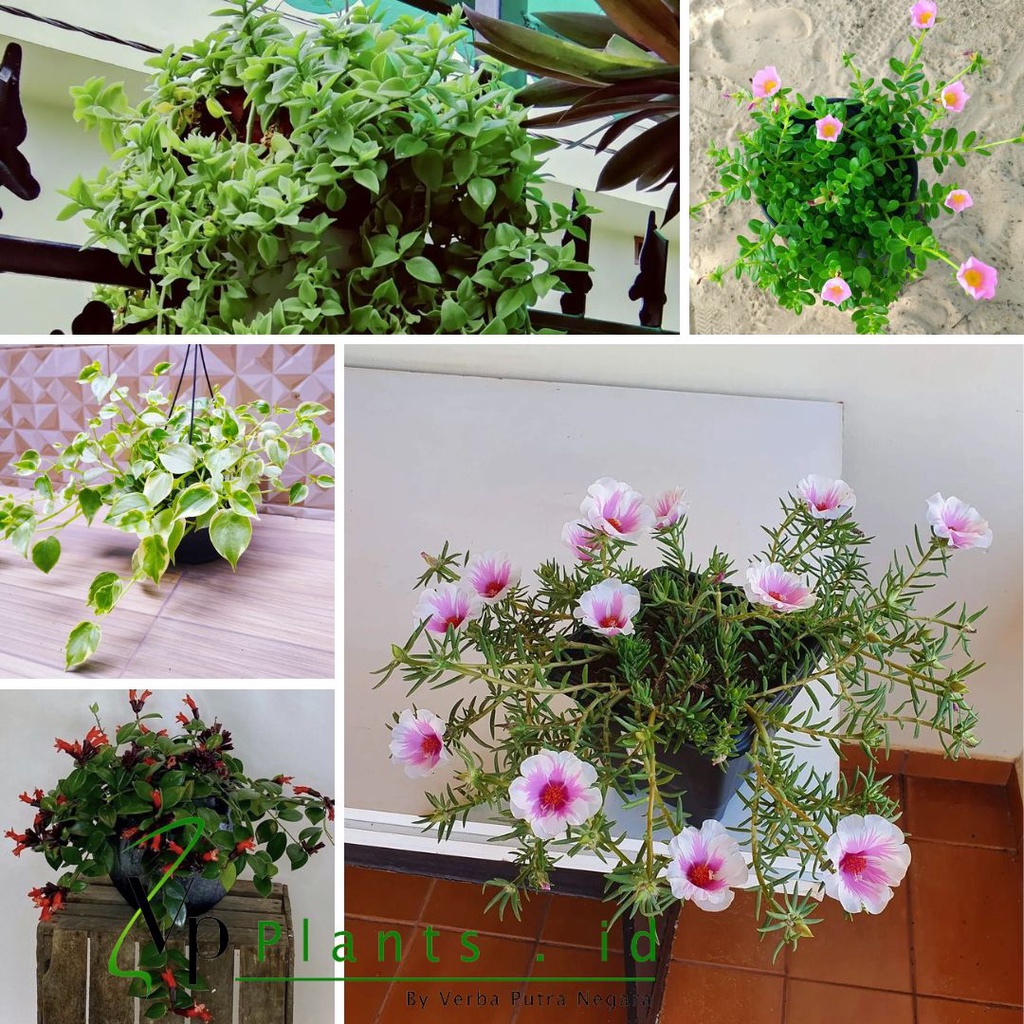 Tanaman hias bunga hidup asli gantung 1 paket 5 jenis Bibit Kembang Gantung Hiasan Lengkap Dekorasi 