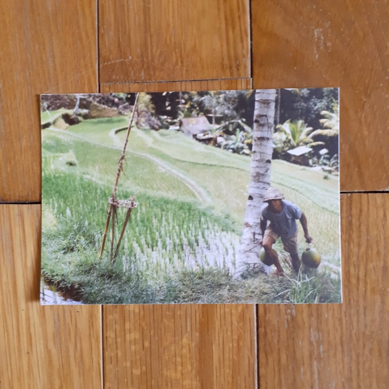 

[A-09] Kartu pos/postcard Ladang Padi