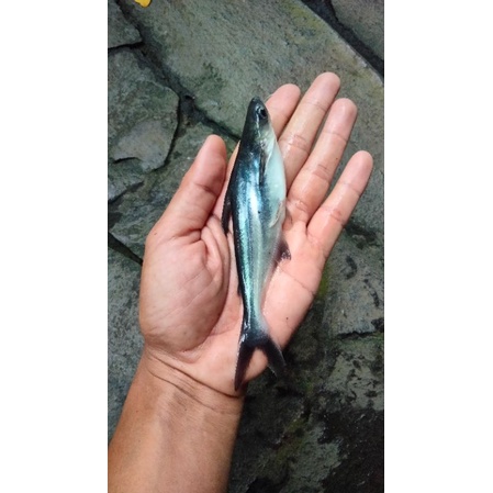 BIBIT/BENIH IKAN PATIN                                           (GARANSI KEMATIAN).