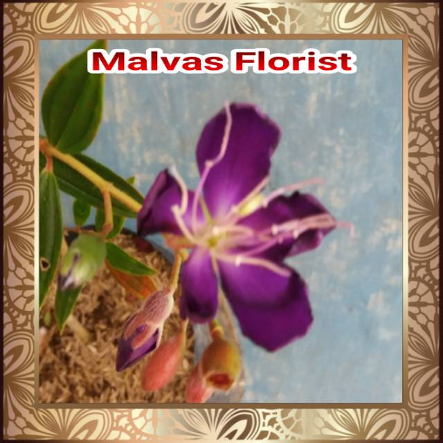 Tanaman hias - bibit bunga senggani taibou cina