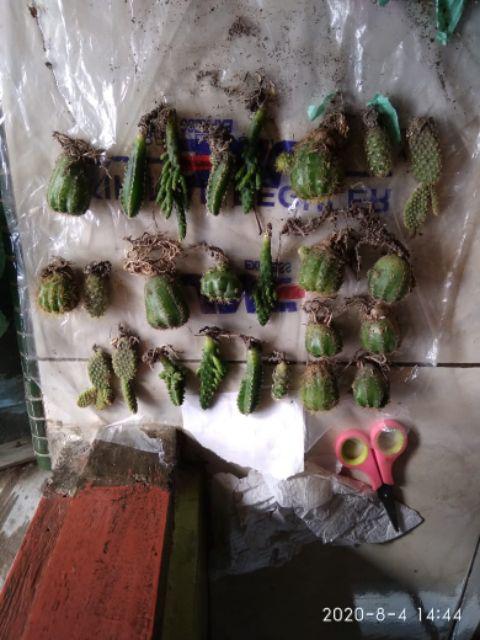 Ownroot Murah (bisa Pilih Kode)