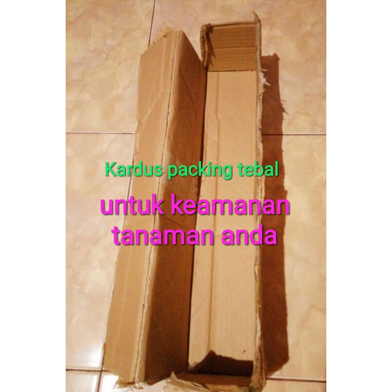 

Kardus Packing Tebal