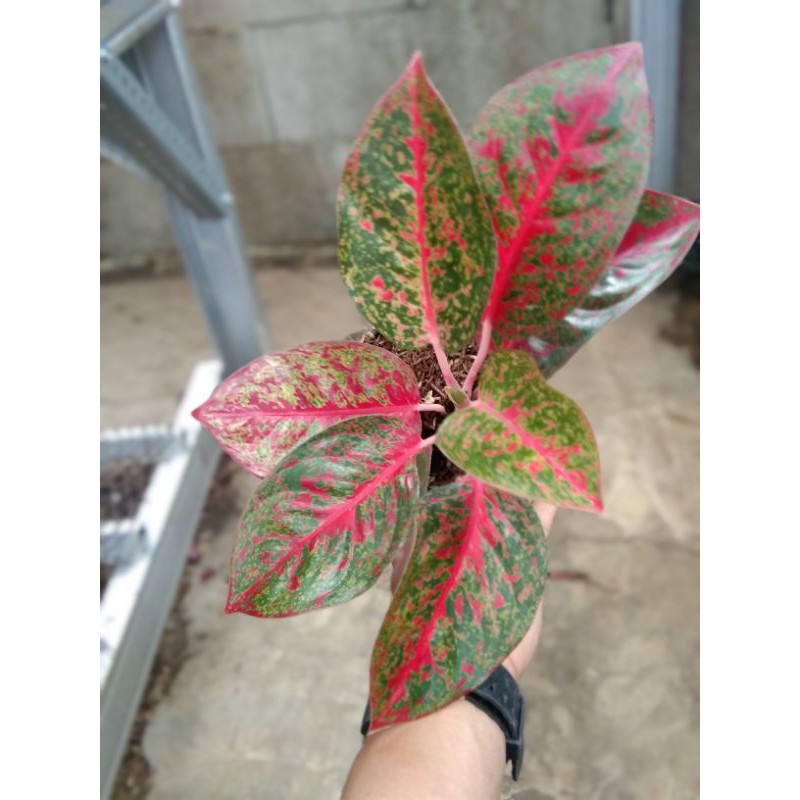 aglaonema red stardust