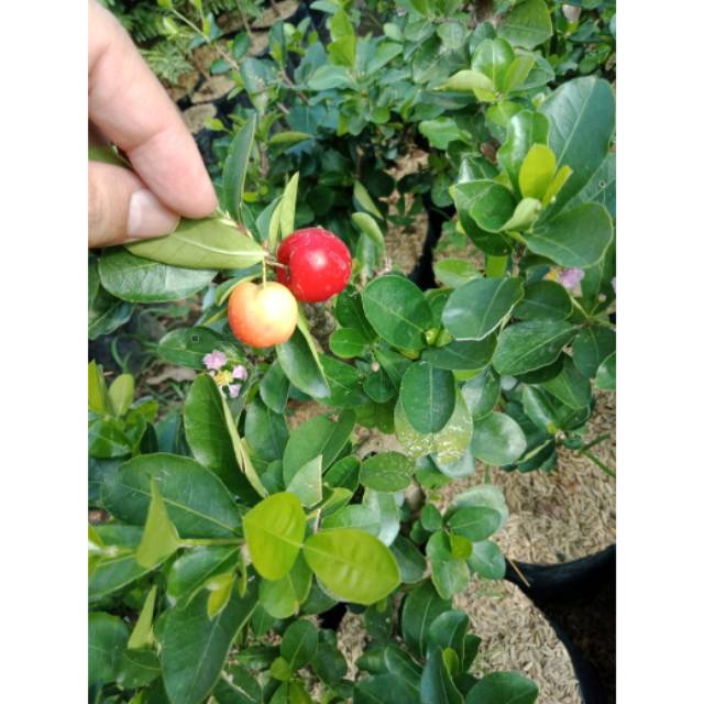 Bibit buah Cerry barbados (sianci)