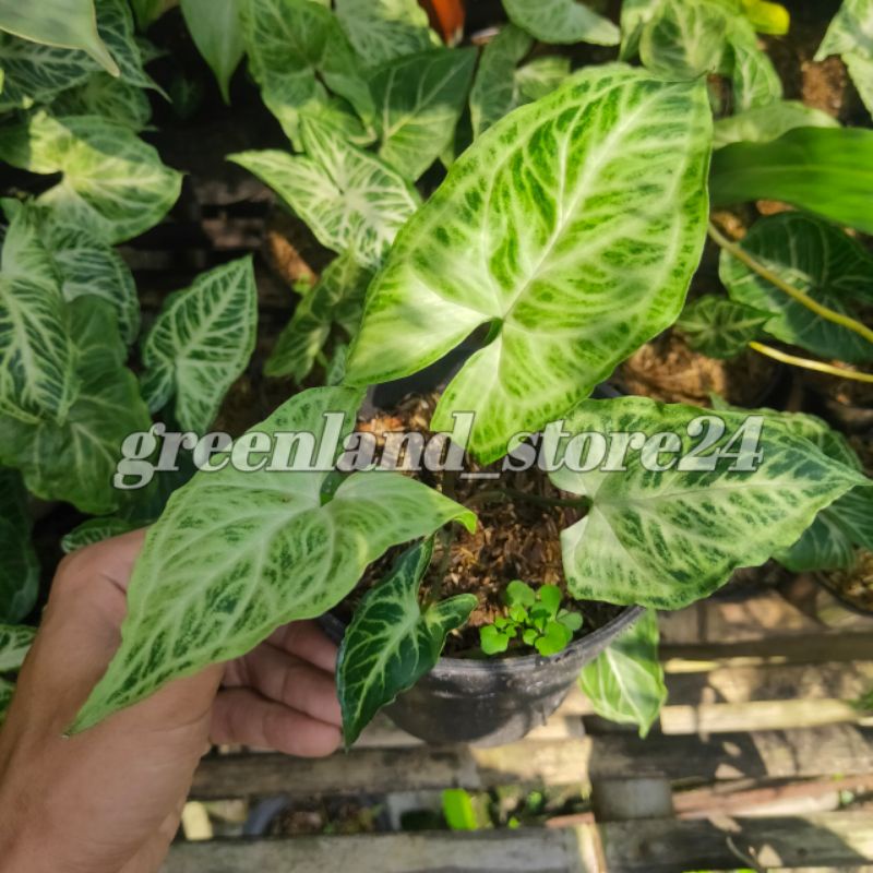 tanaman hias syngonium batik - syngonium batik - syngonium - tanaman air