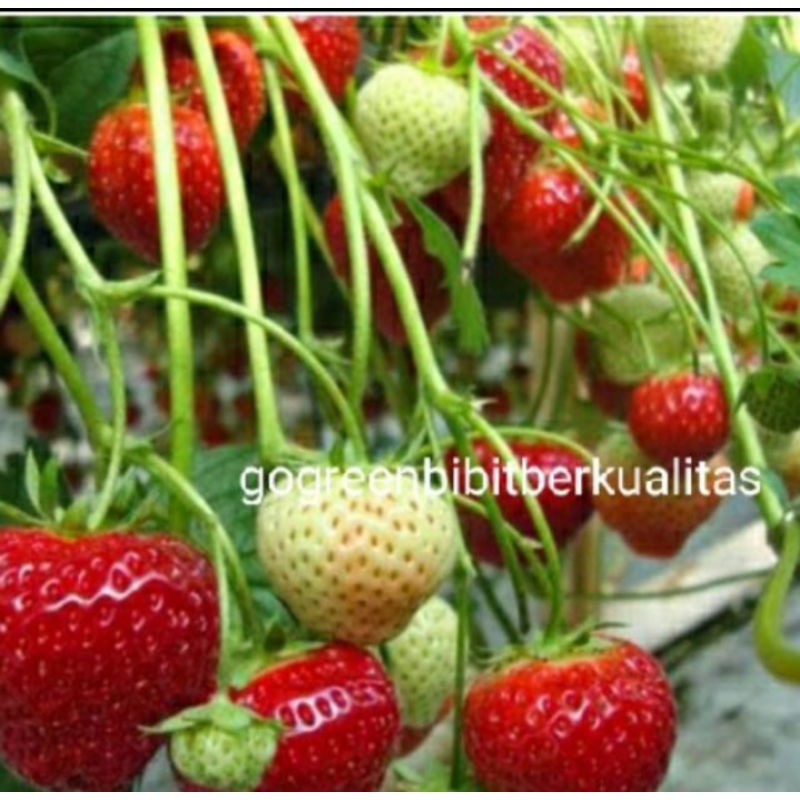 bibit strawberry California jumbo