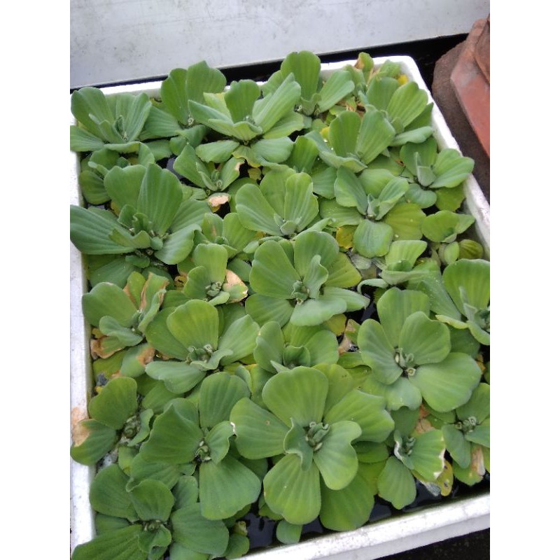 2 biji Tanaman Air Apu-Apu / Kapu-Kapu Mawar