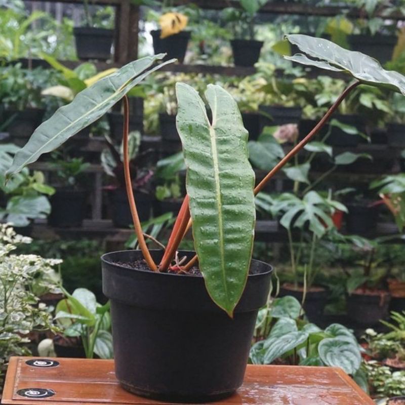 Tanaman hias philodendron billietiae batang orange - Philo kabel busi batang orange - philodendron