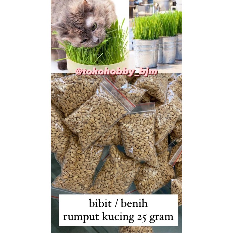 rumput kucing - bibit benih rumput kucing - wheat grass wheatgrass 50+ bibit biji rumput tanaman