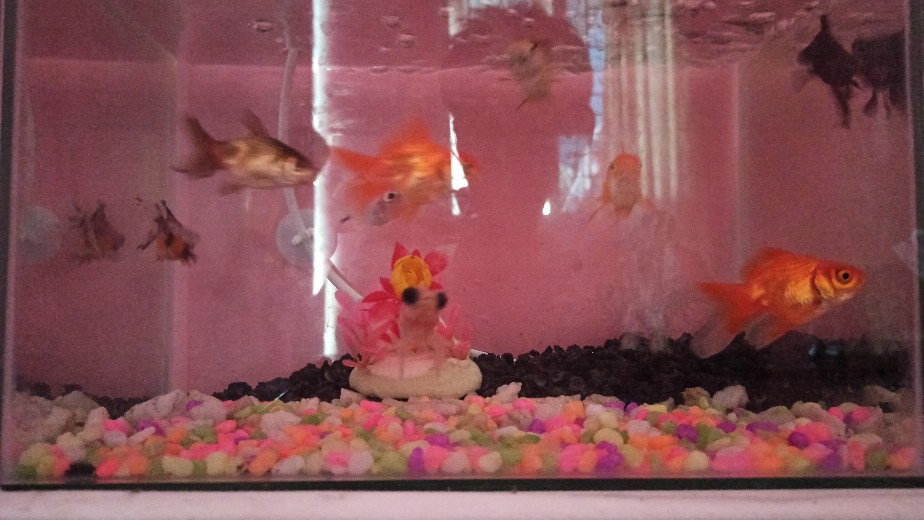 Serangka Pisau/sarung Pisau Dari Kulit Sintetis Anti Air