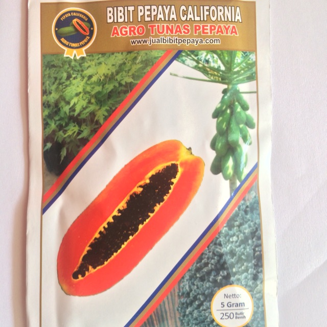 Bibit pepaya unggul CALIFORNIA
