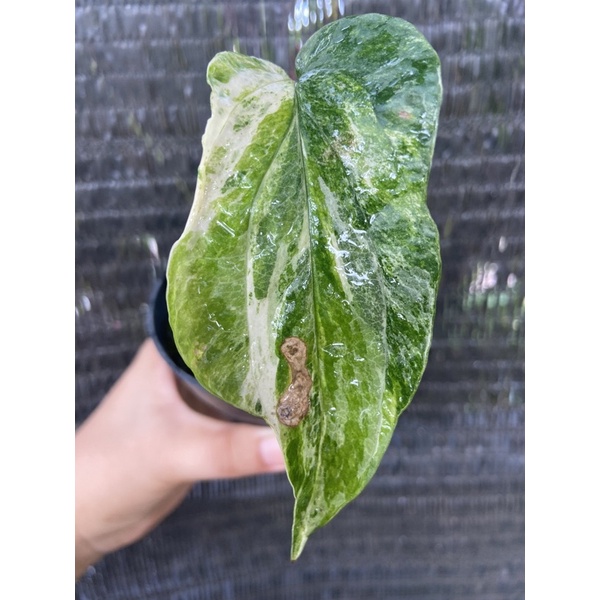 amydrium zippelianum var