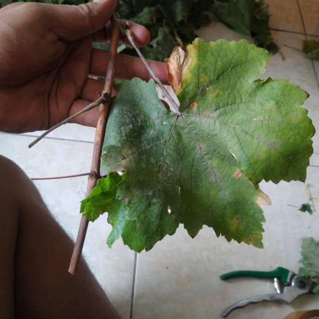 Cutting batang Anggur Moondrop / sweet shapire / carnival /