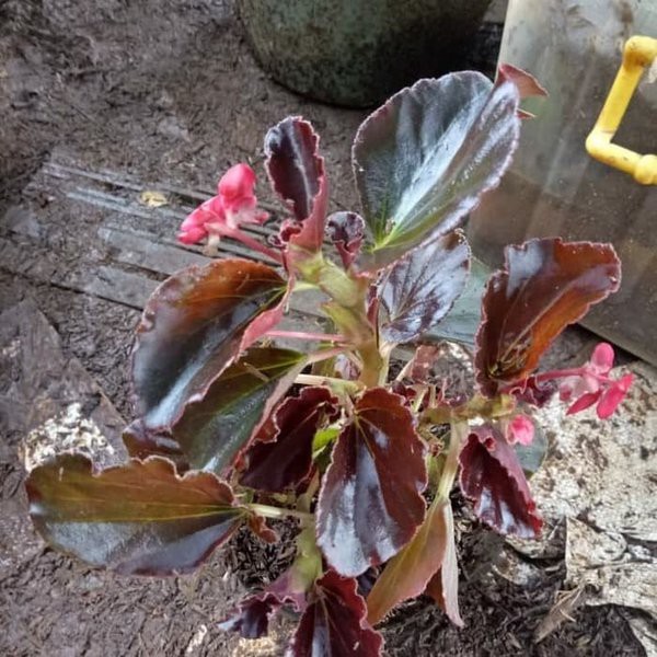 Tanaman Begonia Coklat Tanaman Hias Gantung Berbunga pink dan putih