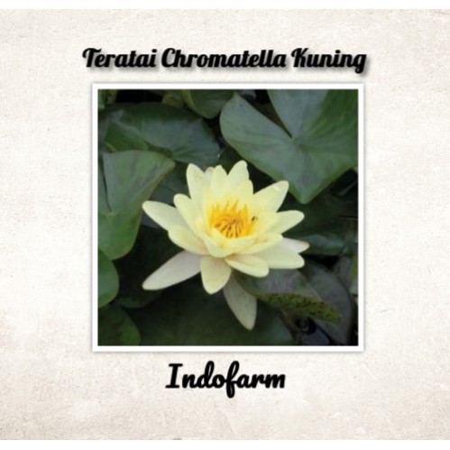 Tanaman Bibit Bunga Teratai Chromatella Kuning