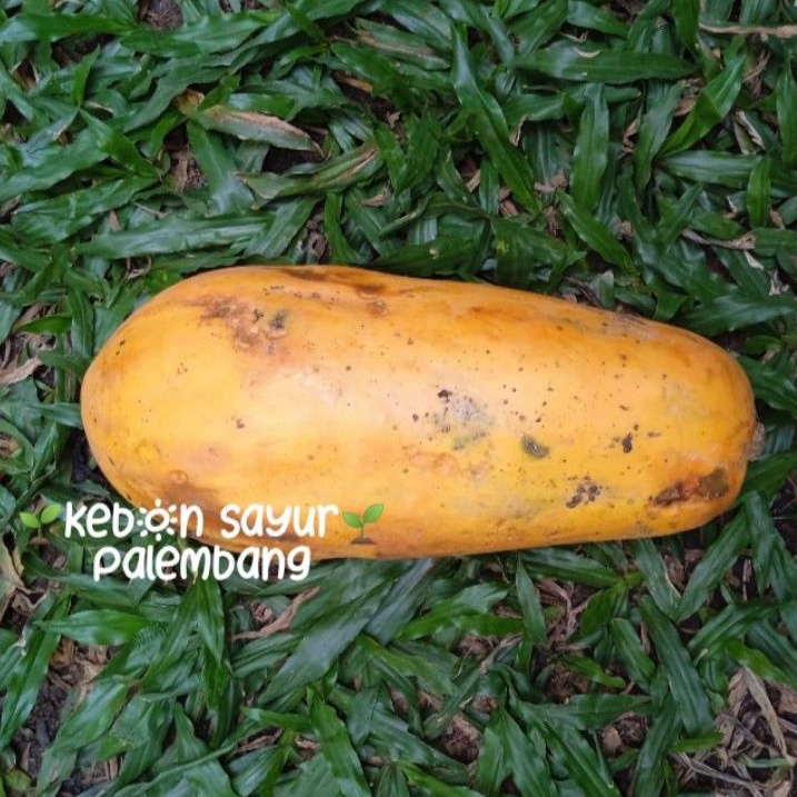 

Kebun Sayur Buah Pepaya per pcs