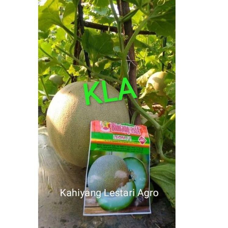 

0PE» HOT LARIS MELON DAGING PUTIH !! LEONI F1 Ready