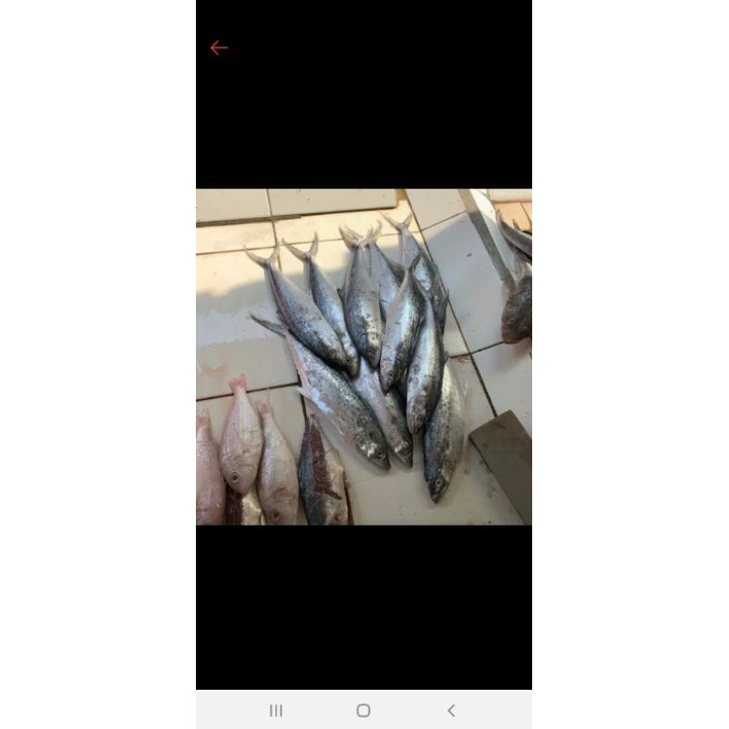 

ikan tenggiri 1kg