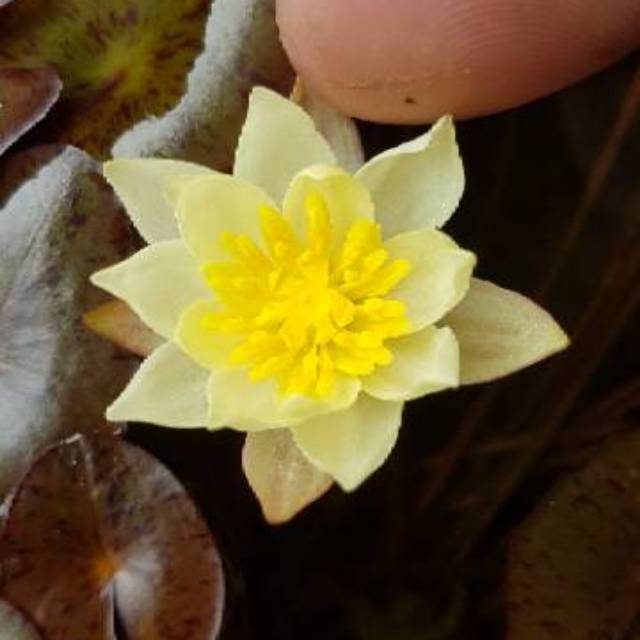 Teratai mini helvola / tanaman air teratai