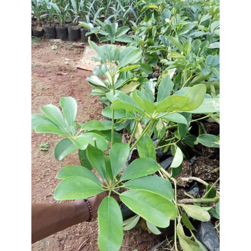 tanaman hias walisongo. tanaman hias walisongo