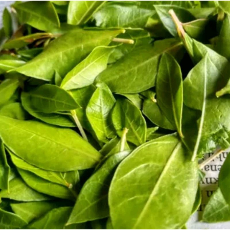 Daun INAI (Pacar KUKU)