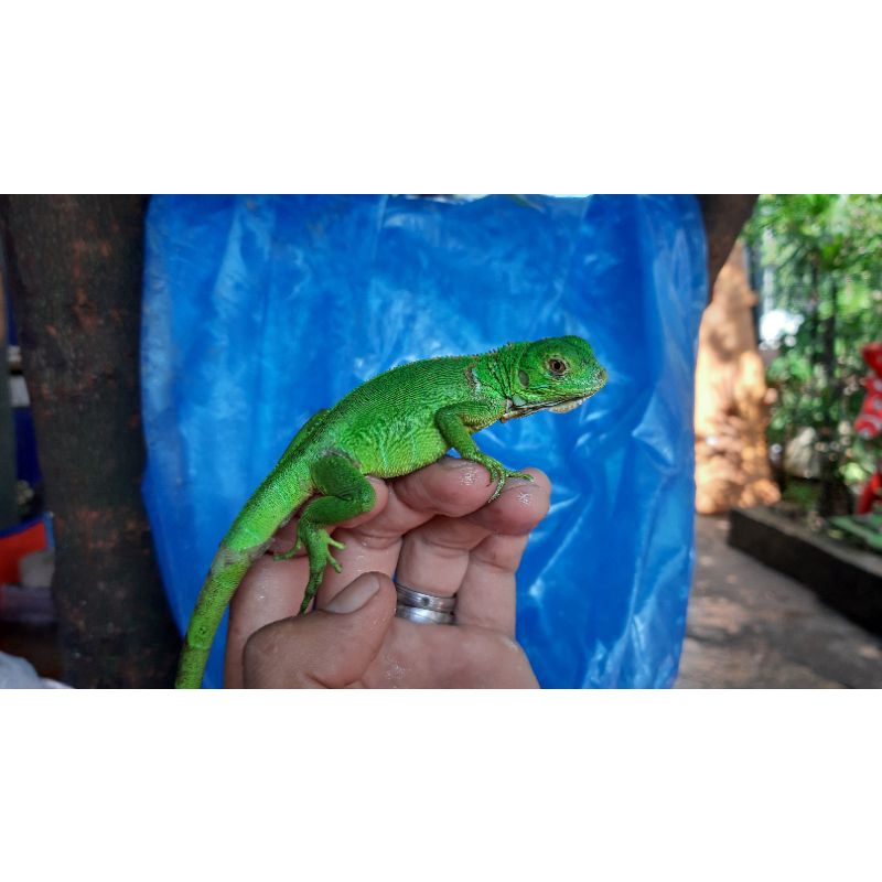 Iguana green baby promo beli 2 gratis 1
