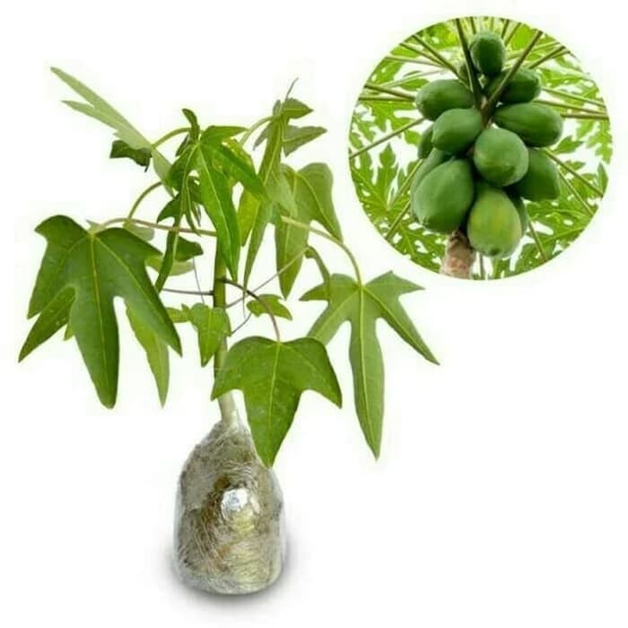 bibit tanaman pepaya bangkok