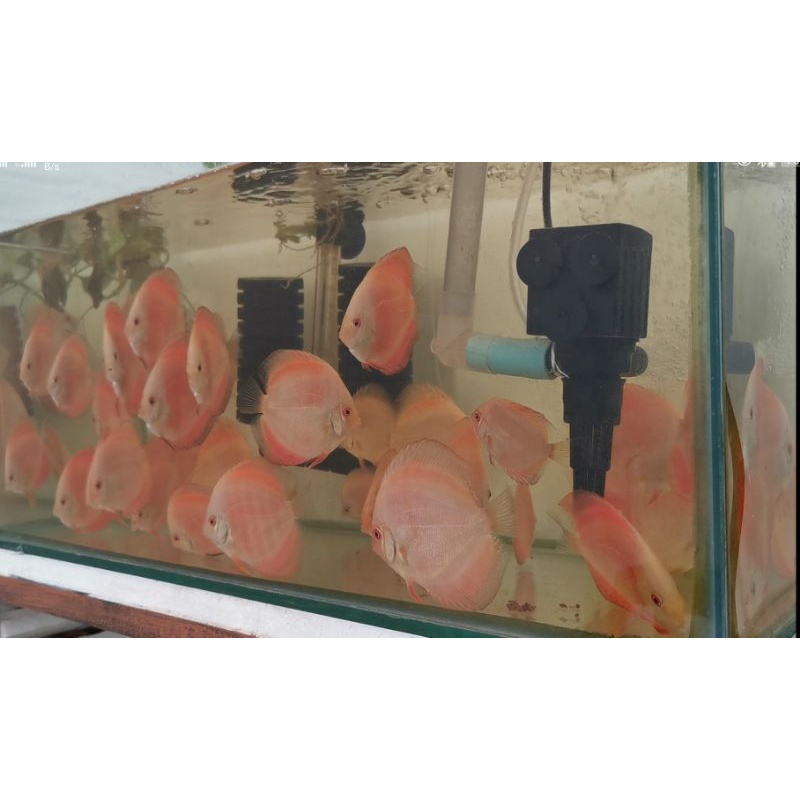 Discus RM atau Red Melon varian populer kaum penghobi ikan ornamental.Ukuran bodi ikan: hampir 3 inc