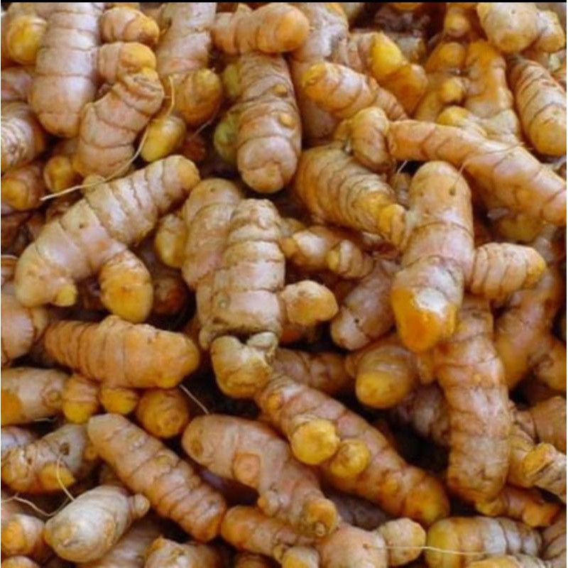 

Kunir Segar / kunyit / Kunir Fresh (Curcuma longa Linn )