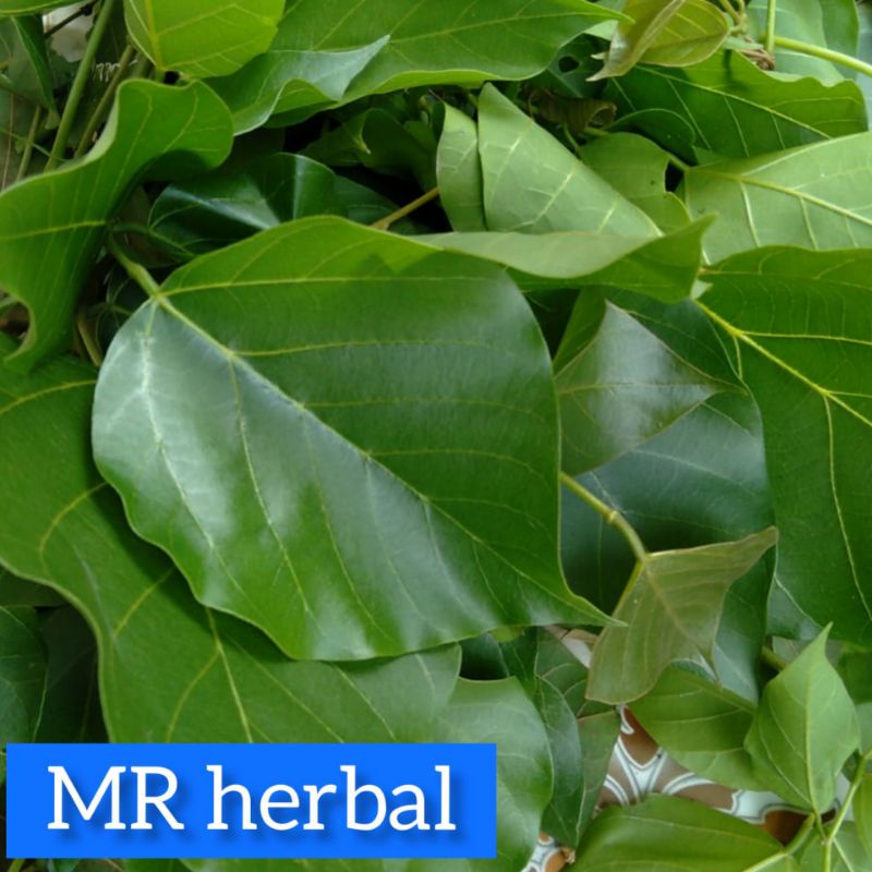 

Daun Dadap serep segar 500 gram