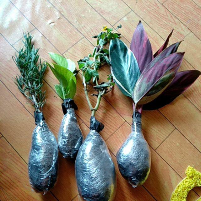 Tanaman Hias Rosemary Anti Nyamuk