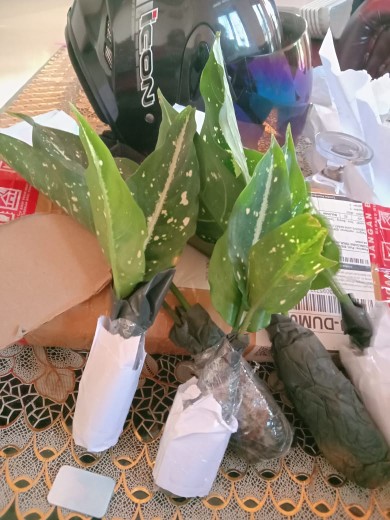 Tanaman Hias Agglonema Sarikit