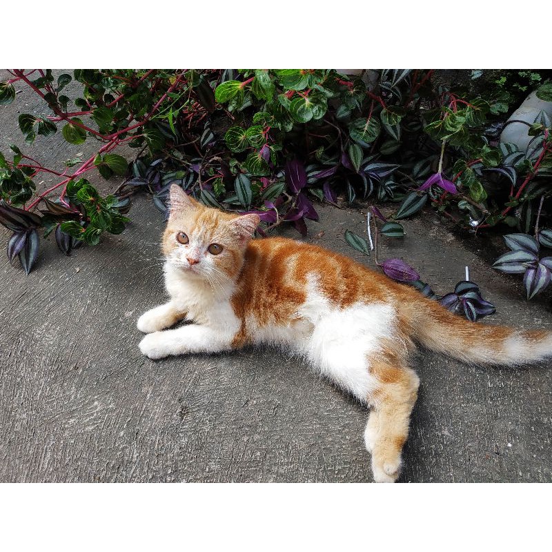 Kucing Persia peranakan peaknose Exotic Lucu Gembul