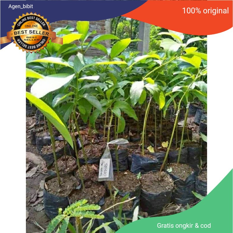 Bibit alpukat non biji okulasi Alpukat tanpa biji