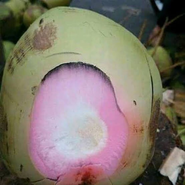 

KELAPA IJO